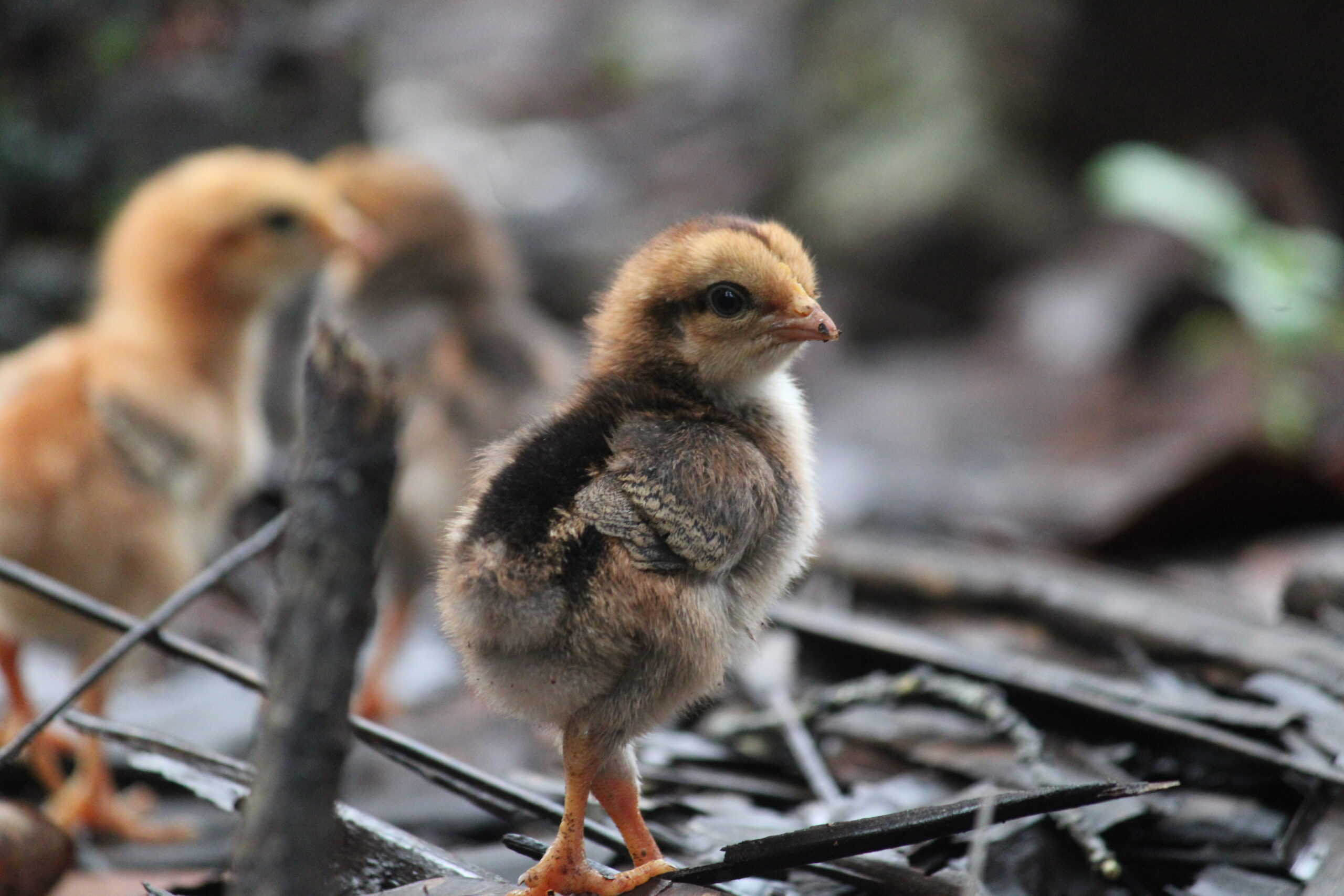Image gallery marquee